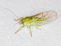 Psylla alni
